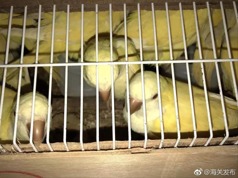 狙击精英5应用程序出错怎么解决