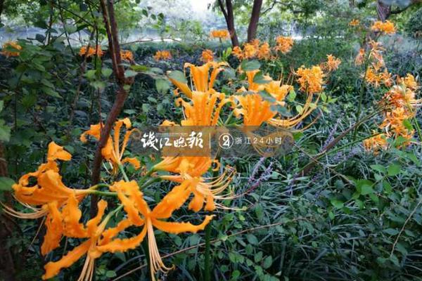 风之旅人怎么看石台上的符文